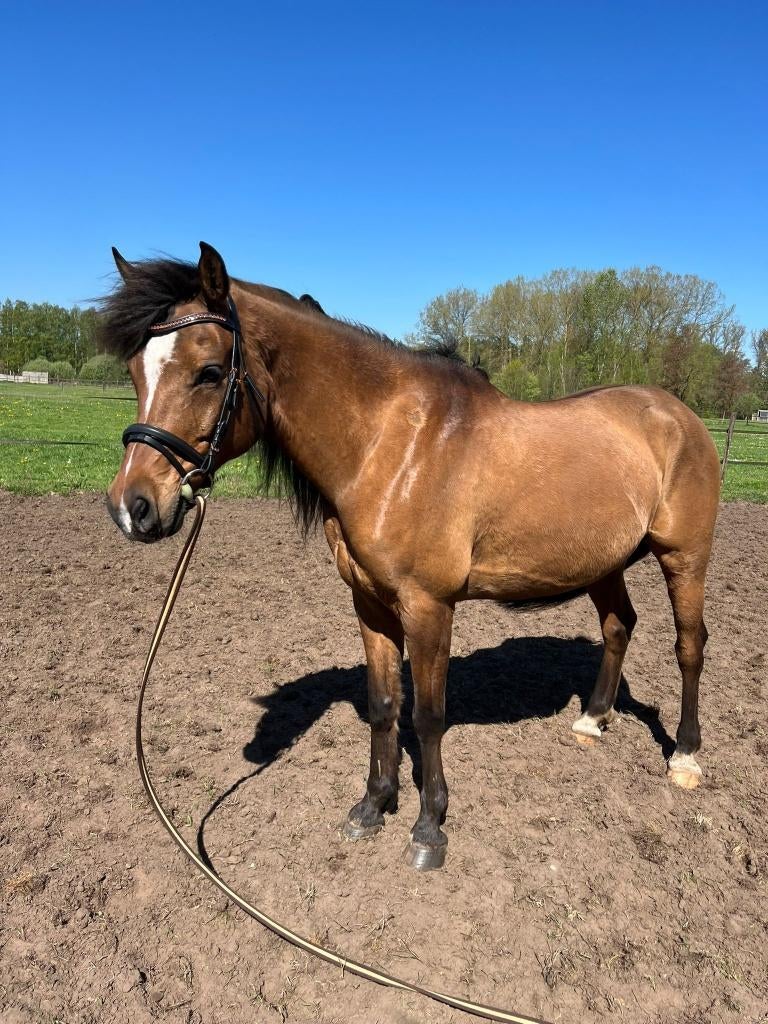 Brave betrouwbare gezinsruin, Dieren en Toebehoren, Pony's, Ruin, M, E pony (1.48m - 1.57m), Gechipt, Ontwormd, Ingeënt
