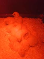 KIPPEN, Femelle, Poule ou poulet