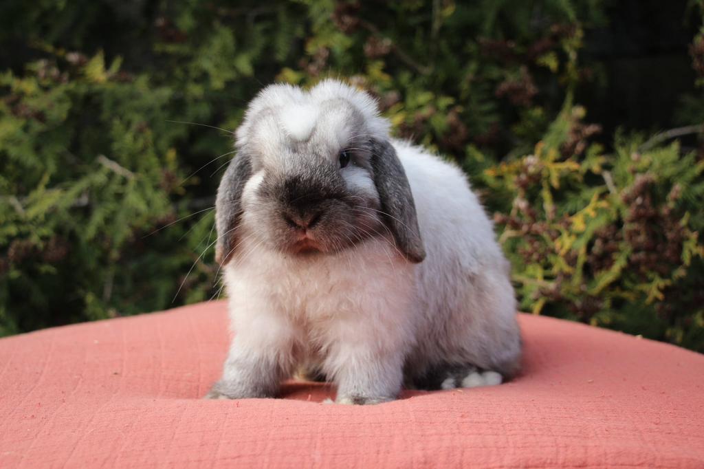 Raszuivere minilop ram, Mâle, Petit, Oreilles tombantes, 0 à 2 ans