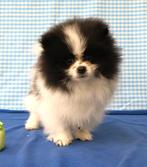 Super leuke Pomeriaan pups!, Dieren en Toebehoren, Keeshond, 15 weken tot 1 jaar, Buitenland, Parvo