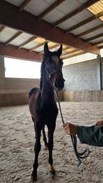 Prachtige jaarling hengst van Ultra Star JM te koop, Dieren en Toebehoren, Hengst