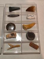 Lot de 10 magnifiques fossiles dans une boîte., Collections, Enlèvement ou Envoi