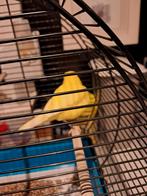 Kanarie met kooi., Animaux & Accessoires, Oiseaux | Canaris, Mâle, Canari de couleur