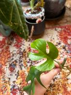 Raphidophora tetrasperma aurea, Overige soorten, In pot, Minder dan 100 cm, Groene kamerplant