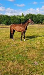 Lieve 10-jarige merrie, Dieren en Toebehoren, Paarden, Merrie, Springpaard, Gechipt, L