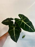 Alocasia Frydek, Huis en Inrichting, Kamerplanten, Ophalen