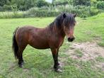 weidemaatje, Merrie, A pony (tot 1.17m), Ingeënt, 11 jaar of ouder