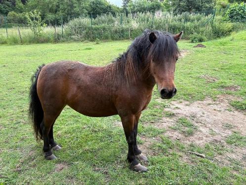 weidemaatje, Dieren en Toebehoren, Pony's, Merrie, A pony (tot 1.17m), 11 jaar of ouder, Ingeënt