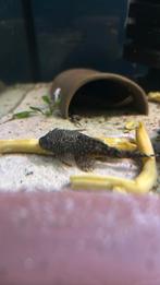 Ancistrus, Dieren en Toebehoren