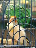 Bonte GB 2025, Dieren en Toebehoren, Mannelijk, Wildzangvogel, Geringd