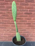 Mooie cactus  te koop - ongeveer 1m10 cm, Tuin en Terras, Ophalen