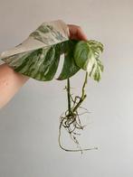Monstera Deliciosa Albo Variegata #4, Ophalen of Verzenden