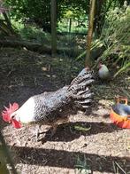 Kempische hoen, Dieren en Toebehoren, Mannelijk, Kip