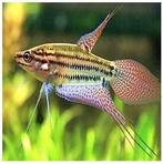 Trichopsis vittatus, Dieren en Toebehoren, Vis, Zoetwatervis, Schoolvis