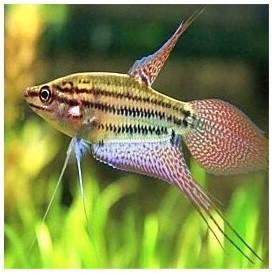 Trichopsis vittatus beschikbaar voor biedingen