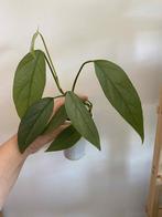 Epipremnum cebu blue, Enlèvement ou Envoi