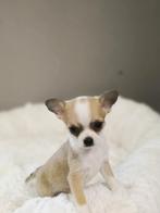 Bij ons geboren zeer mooie Chihuahua pupjes, Dieren en Toebehoren, België, CDV (hondenziekte), 8 tot 15 weken, Meerdere
