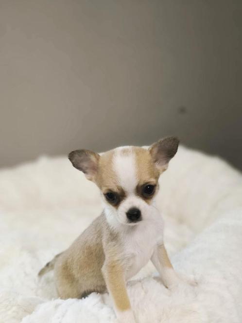 Bij ons geboren zeer mooie Chihuahua pupjes, Dieren en Toebehoren, Honden | Chihuahua's en Gezelschapshonden, Meerdere dieren
