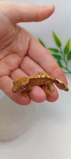 Leuke extreme Harlequin wimpergekko baby, Dieren en Toebehoren, Reptielen en Amfibieën, Hagedis, Tam, 0 tot 2 jaar