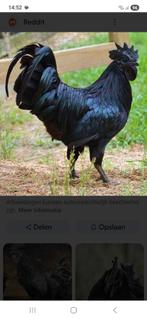 Koppel ayam cemani, Dieren en Toebehoren, Pluimvee, Meerdere dieren, Kip