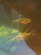 Vissen, Dieren en Toebehoren, Vis, Zoetwatervis, Schoolvis