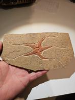 Fossielen Slangenster NR 1 uit Kaid Errami Sahare Maroko, Verzamelen, Mineralen en Fossielen, Ophalen of Verzenden, Fossiel