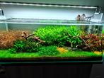 Volledig aquarium met inhoud + kast + buitenfilter + co2, Dieren en Toebehoren, Ophalen, Zo goed als nieuw, Gevuld zoetwateraquarium