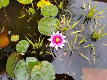 waterlelie - waterplanten beschikbaar voor biedingen