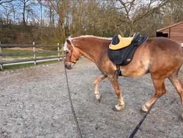Barefoot Cheyenne maat 1 beschikbaar voor biedingen