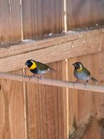 Cubavink, Dieren en Toebehoren