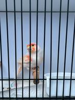 Rood mozaïek, Dieren en Toebehoren, Postuurkanarie