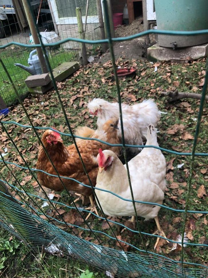 3 kippen en 1 haan met of zonder kippenhok, Dieren en Toebehoren, Pluimvee, Kip
