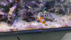 Rifaquarium, Ophalen, Gebruikt, Gevuld zeewateraquarium