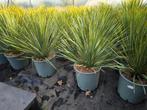 Yucca rostrata, Tuin en Terras, Volle zon, Vaste plant, Zomer, Ophalen