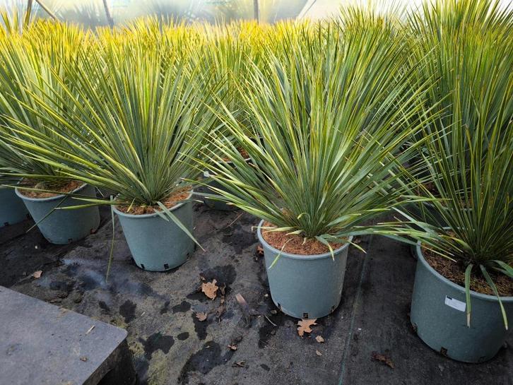 Yucca rostrata, Jardin & Terrasse, Plantes | Jardin, Plante fixe, Autres espèces, Plein soleil, Été, Enlèvement