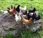 jonge kippen in 13 verschillende rassen 100% hennen, Kip, Vrouwelijk
