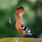 HOP MAN 2025 of 2024 GEVRAAGD!.kan ook ruilen met pop 2025.., Dieren en Toebehoren, Vogels | Overige Vogels, Mannelijk, Wildzangvogel