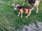 Toggenburger geit, Dieren en Toebehoren, Schapen, Geiten en Varkens, Meerdere dieren, Geit, 0 tot 2 jaar