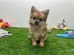 PomChi pups, België, CDV (hondenziekte), 8 tot 15 weken, Meerdere