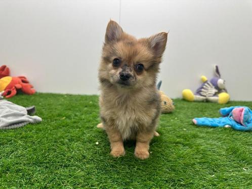 PomChi pups, Dieren en Toebehoren, Honden | Niet-rashonden, Klein, Meerdere dieren, Fokker | Professioneel, Meerdere, België, 8 tot 15 weken