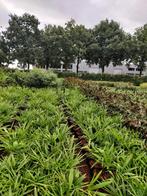 vlinderstruiken of buddleja, Volle zon, Vaste plant, Zomer, Ophalen
