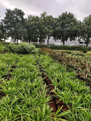 vlinderstruiken of buddleja beschikbaar voor biedingen