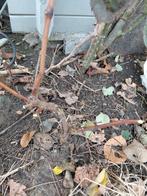 Druivelaar in volle grond witte druif, Ophalen