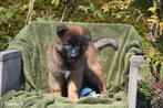 Prachtige Tervurense Herder pups, Dieren en Toebehoren, Honden | Herdershonden en Veedrijvers, België, CDV (hondenziekte), 8 tot 15 weken