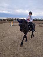 Wandel/lichtrecreatiepaardje bruikleen/ te koop, Dieren en Toebehoren, Paarden, Merrie