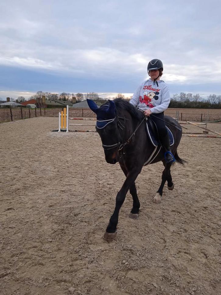 Wandel/lichtrecreatiepaardje bruikleen/ te koop, Dieren en Toebehoren, Paarden, Merrie