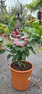 Fruitboom kerselaar 'Hedelfinger ', Tuin en Terras, Ophalen