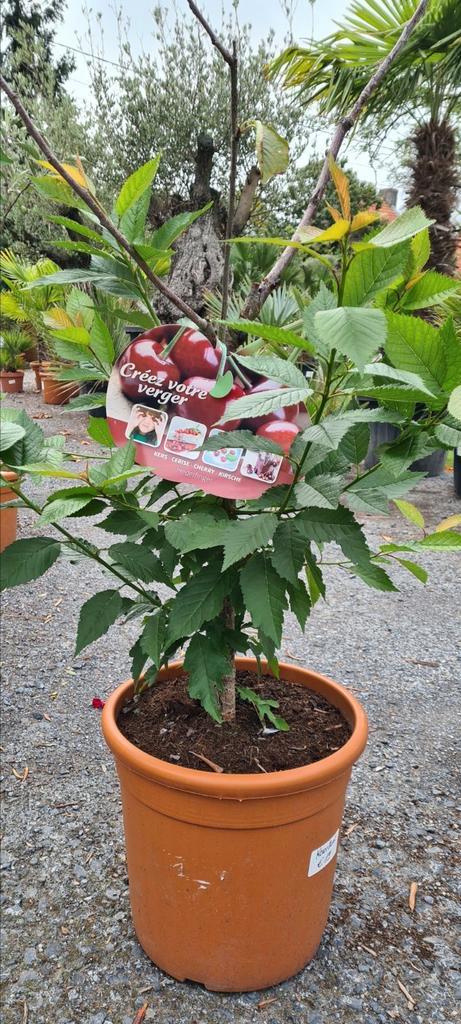 Fruitboom kerselaar 'Hedelfinger ', Tuin en Terras, Planten | Fruitbomen, Ophalen