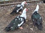 Volwassen Barbarie eenden te koop 10 -15€