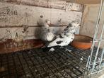 Mooi takla, Dieren en Toebehoren